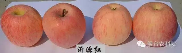 红富士葡萄品种介绍,红富士品种大全图片