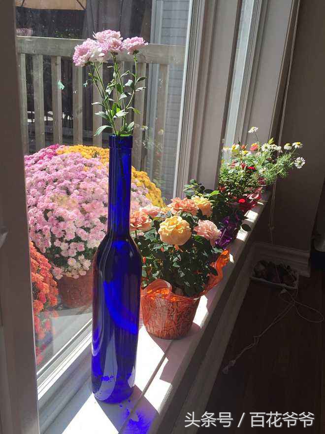 把瓶子变废为宝种花,玻璃瓶子变花盆怎么变废为宝