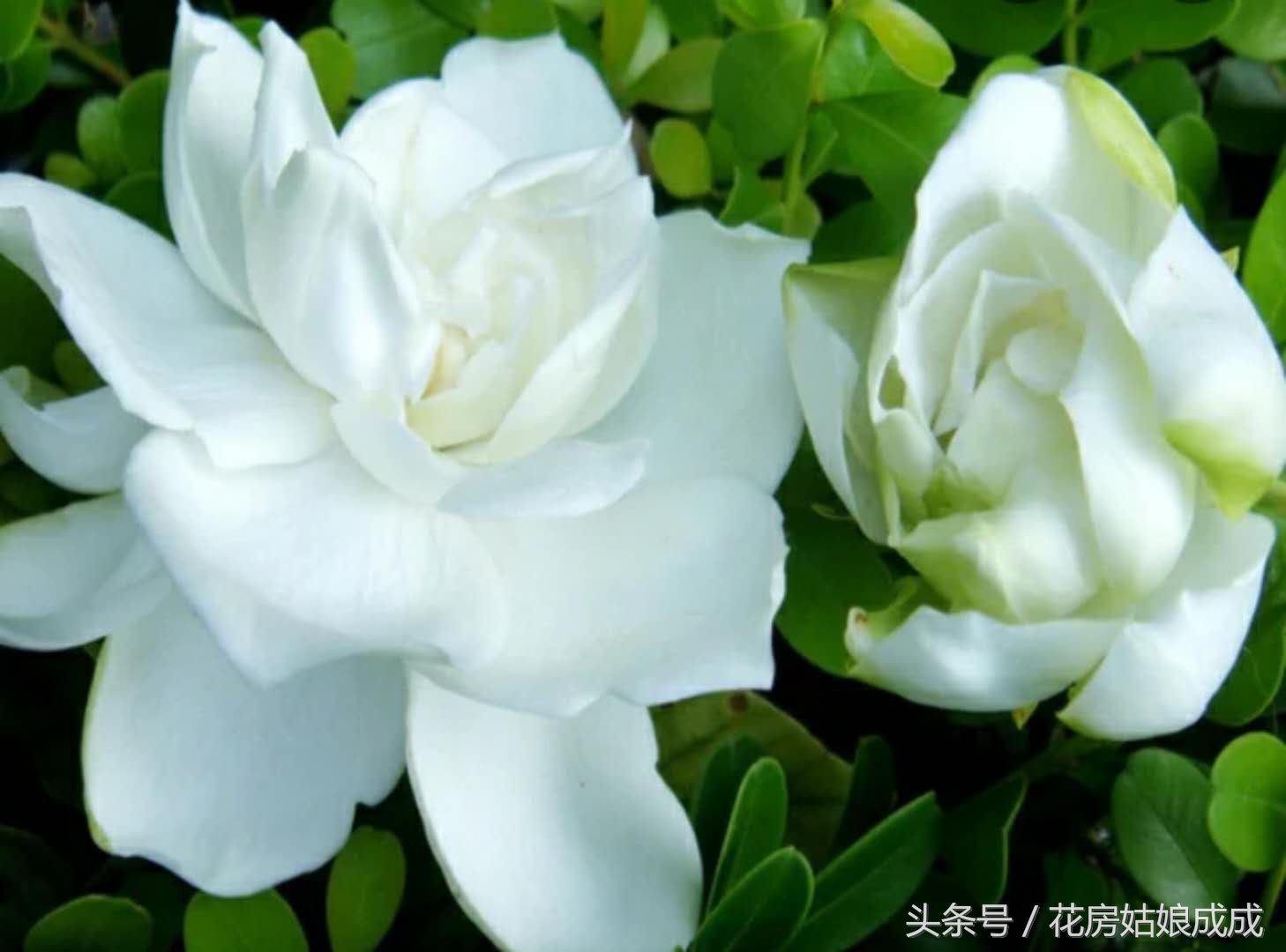 栀子花花谢以后怎么修剪,栀子花花谢后什么时候再开花