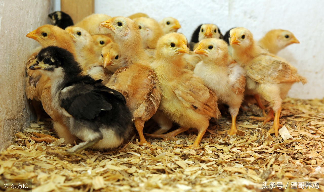 腺肌胃炎的鸡怎样治疗,养鸡怎么治疗鸡胃炎