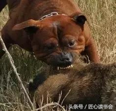 川东邻水猎犬基地,川东猎犬是中华田园犬吗