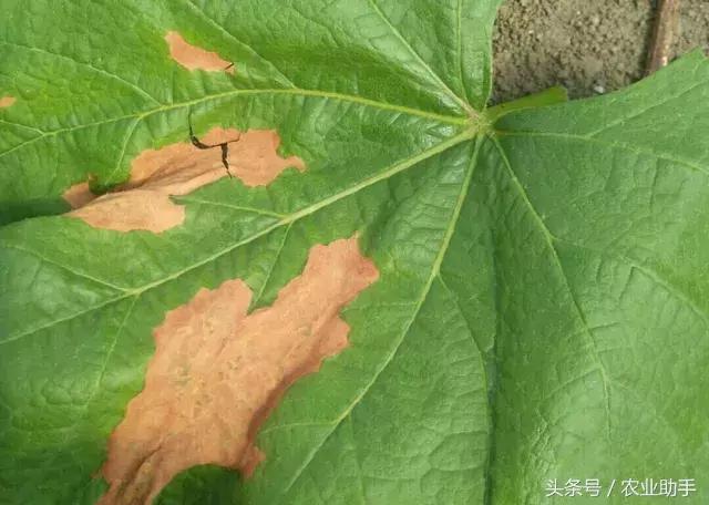 葡萄黄化枯叶怎么回事,葡萄叶尖枯叶是怎么回事
