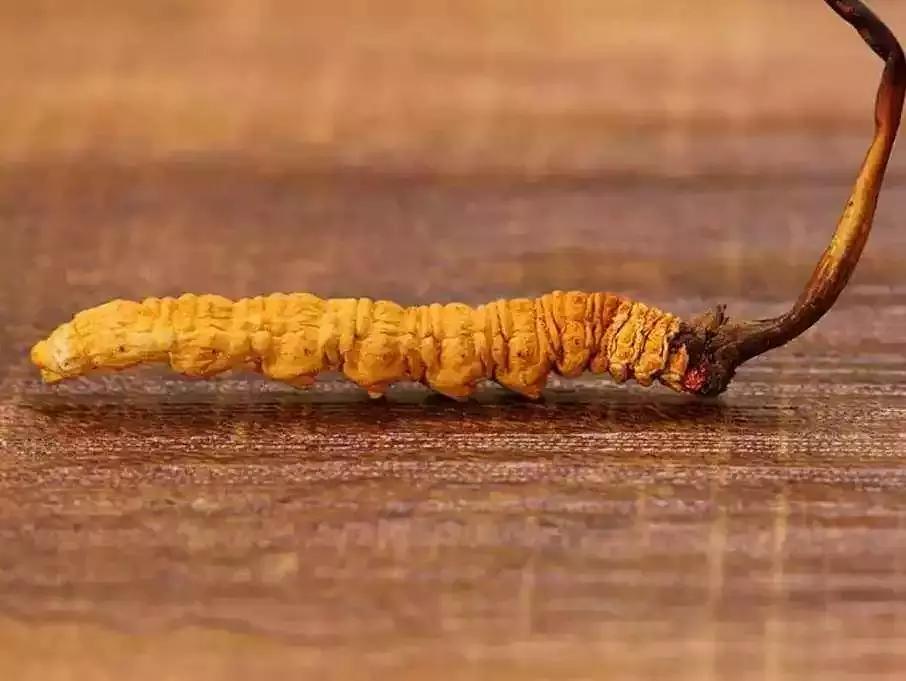 冬虫夏草为什么被人踢出保健圈,冬虫夏草被食药监踢出保健圈