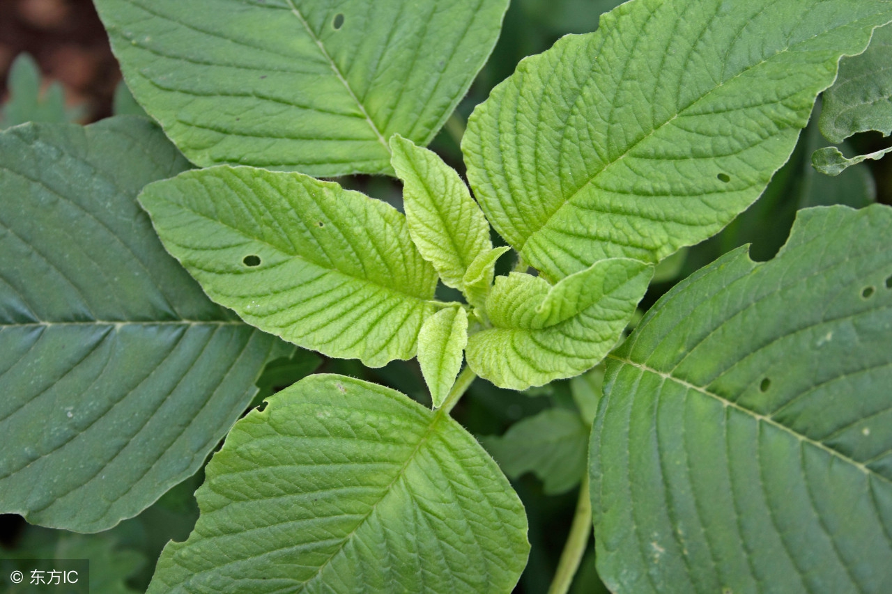 家乡的“铁锨头”和“黑汉腿”两种野菜，应该都是误称