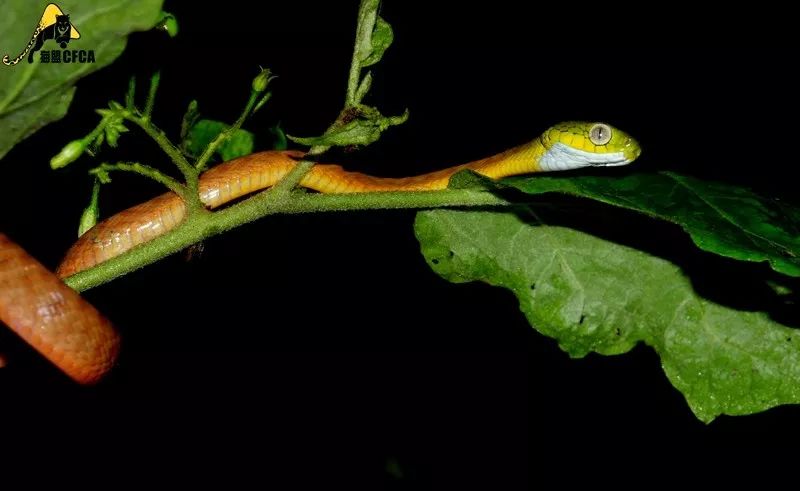 家里进蛇要怎么处理,家里进蛇后多久会死