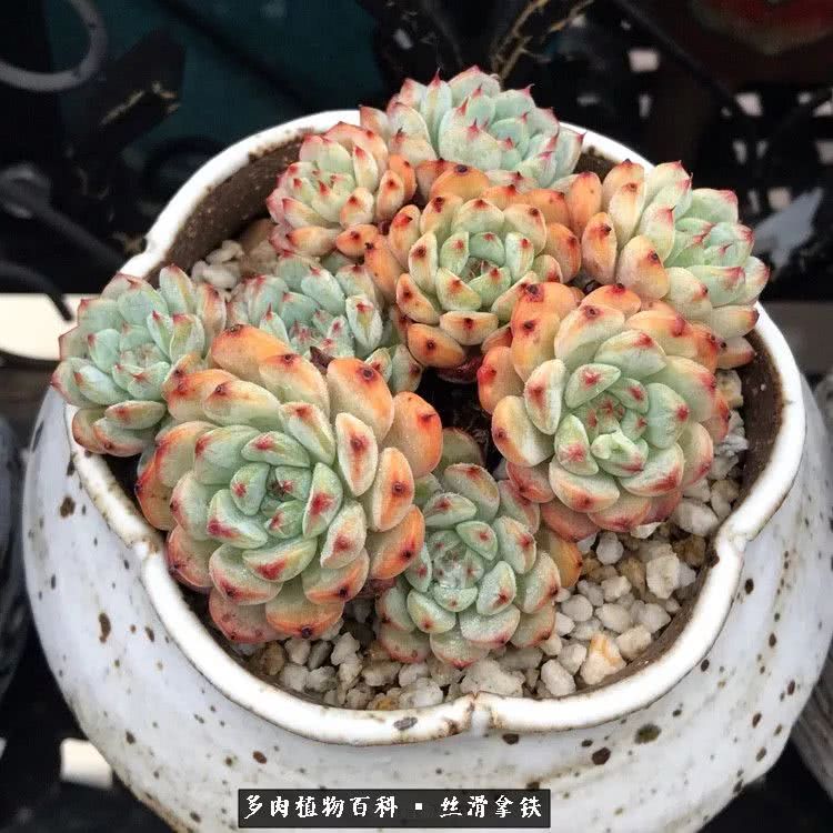 总结一下养多肉的夏天,好养活的多肉冬天和夏天