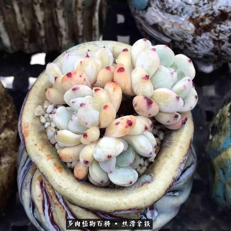 总结一下养多肉的夏天,好养活的多肉冬天和夏天