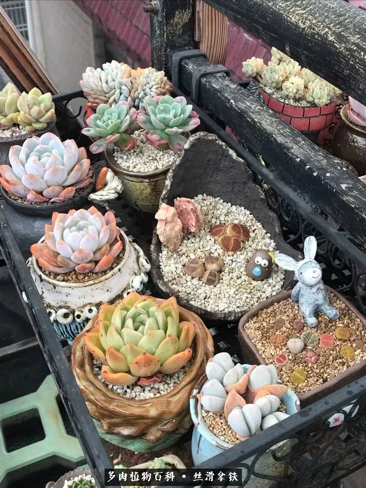 总结一下养多肉的夏天,好养活的多肉冬天和夏天