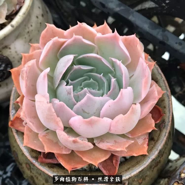 总结一下养多肉的夏天,好养活的多肉冬天和夏天