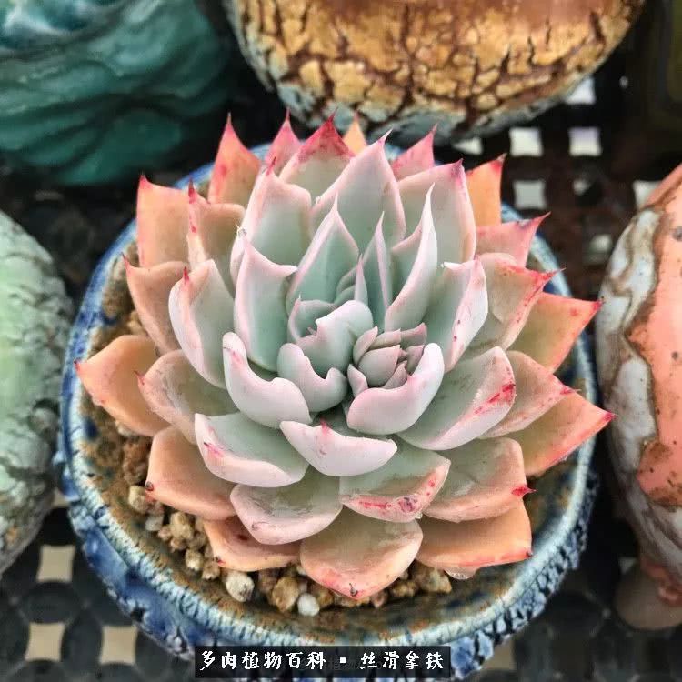 总结一下养多肉的夏天,好养活的多肉冬天和夏天