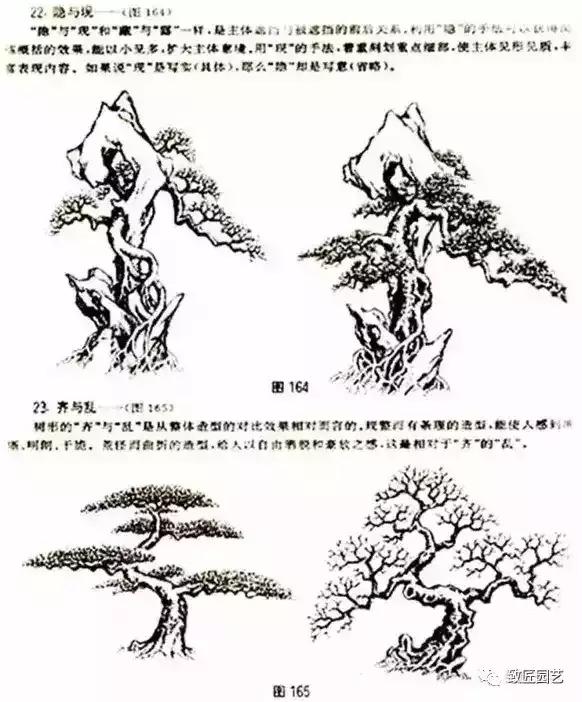 树木盆景蟠扎造型方法,树桩盆景的树木造型制作顺序