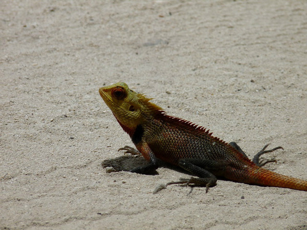 马尔代夫月桂岛攻略,7月份去马尔代夫