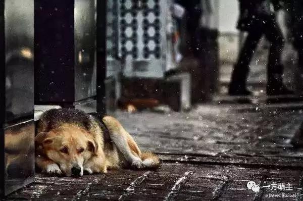 从“流浪”到“餐桌”鬼知道它们都经历了什么?