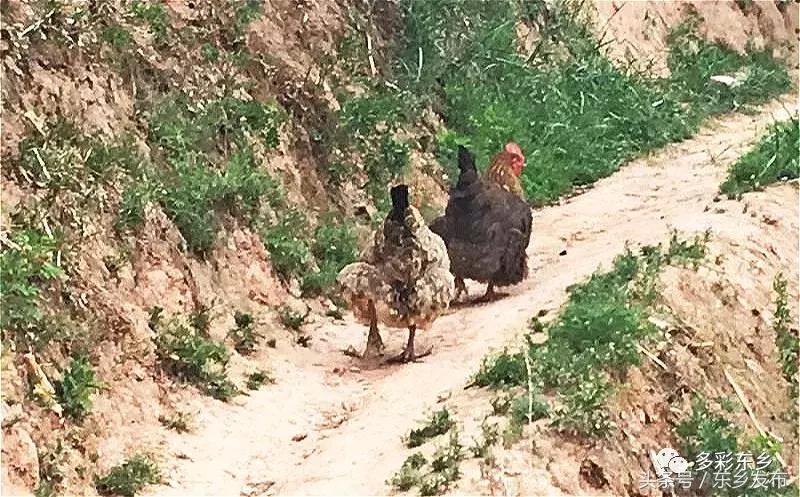 临夏东乡：一家三代*产党共**员的为民情怀