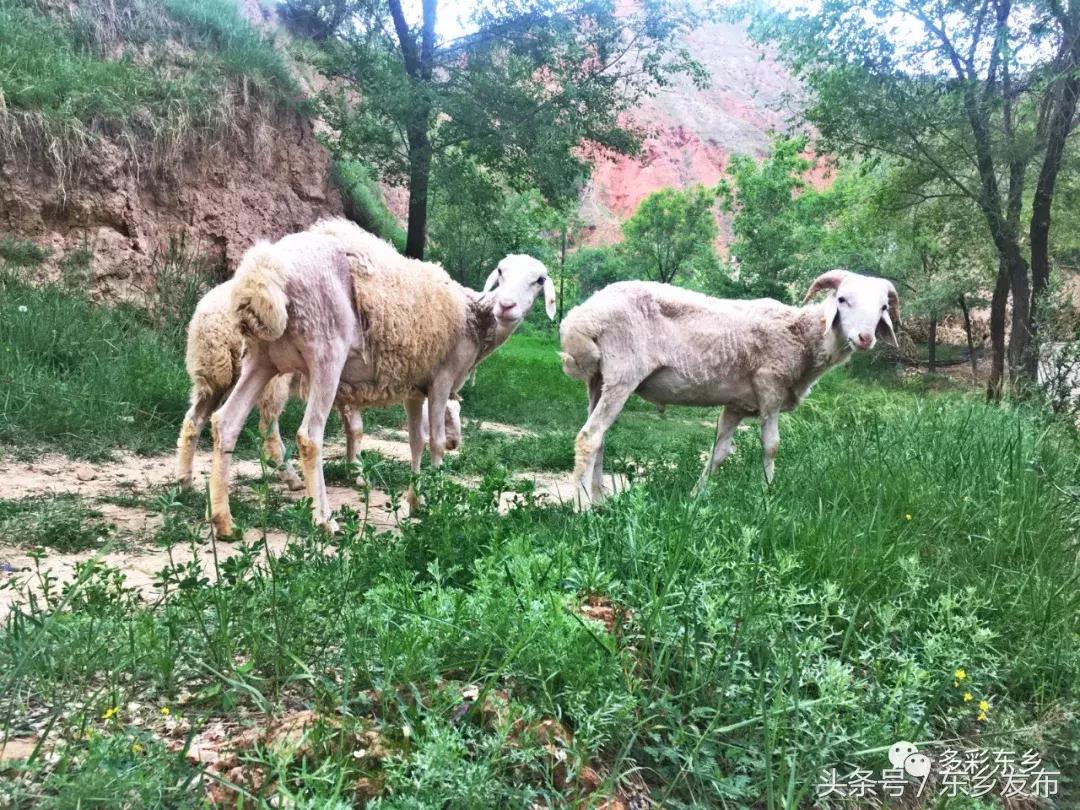 临夏东乡：一家三代*产党共**员的为民情怀