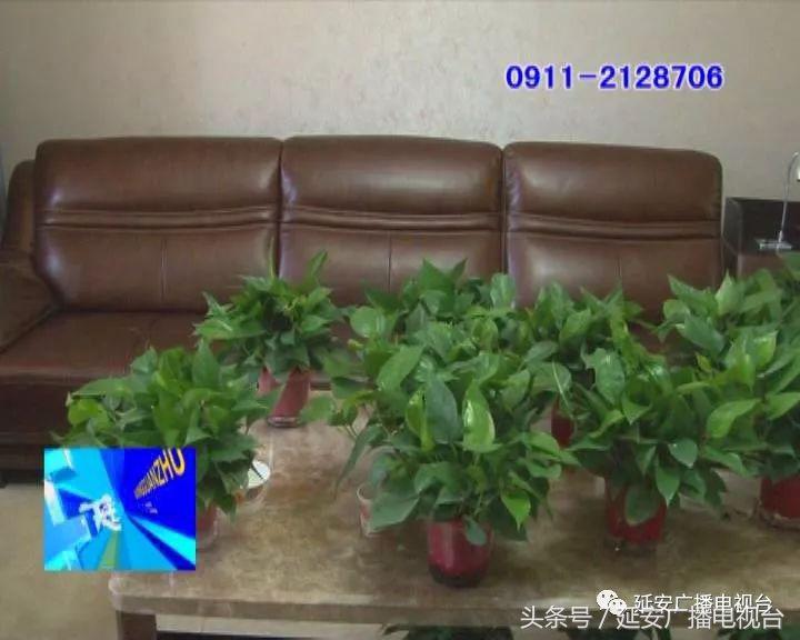 新沙发味道呛人,新沙发味道重闻着恶心