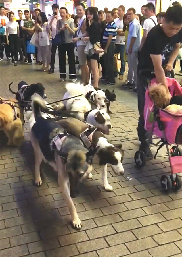 帅哥带13只狗狗出门逛街，应该说带的是一叠毛爷爷才对