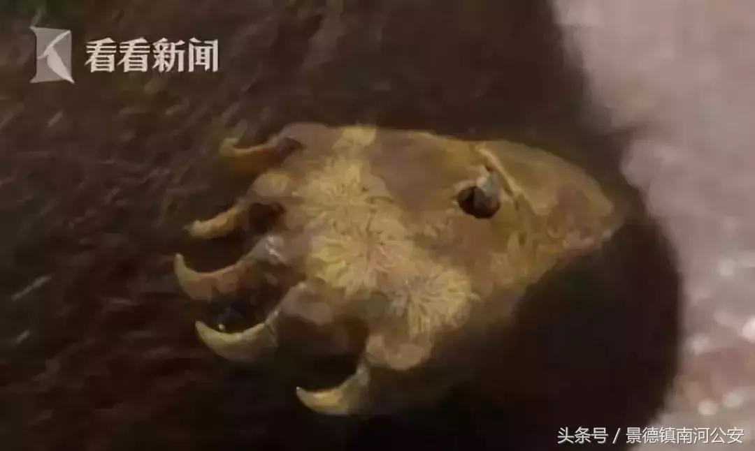 代购十大骗局揭秘图,真正的代购骗局