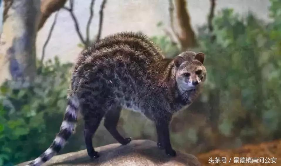 代购十大骗局揭秘图,真正的代购骗局