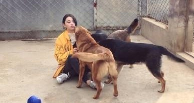 狗狗扑狗怎么纠正,怎么对待狗狗的挑衅