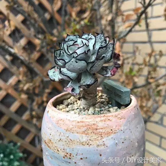 看看这些售价万元的多肉你认识几个