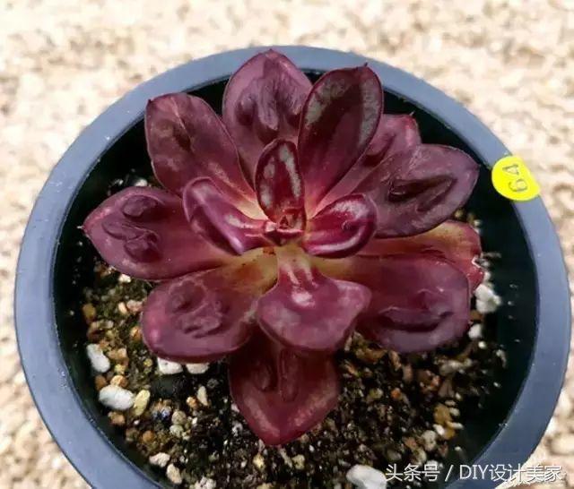 看看这些售价万元的多肉你认识几个