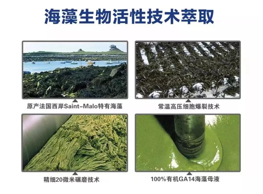 速建：保花保果，膨大防裂，抗逆提质，世界领先的生物激活剂！