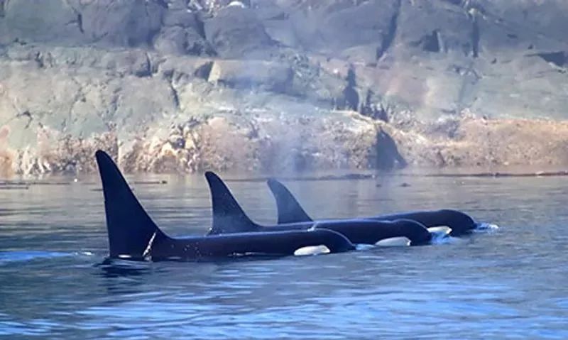 朋友圈代购真实案例,代购骗局揭秘朋友圈