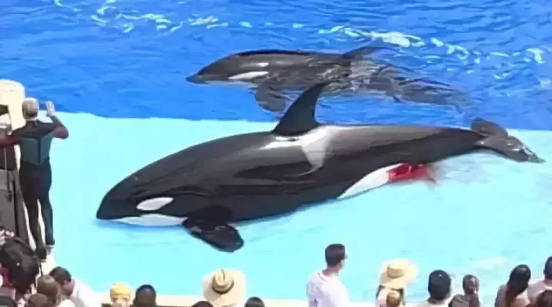 朋友圈代购真实案例,代购骗局揭秘朋友圈