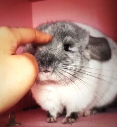 「123」龙猫自带的“耳空调”