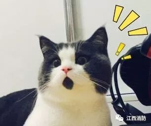 池州毒蜂蜇人致死事件,广西除草蜂蜇人死亡