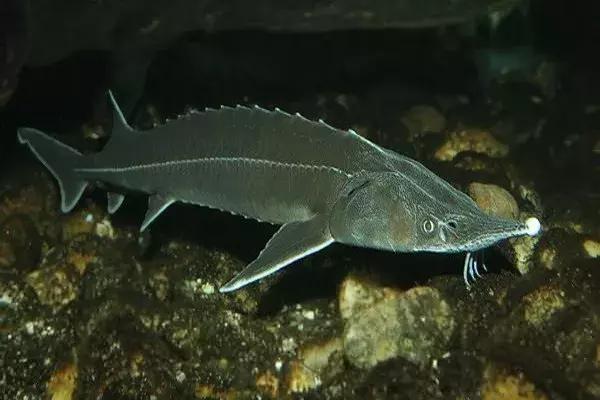 代购究竟有多暴利,代购骗局揭秘朋友圈