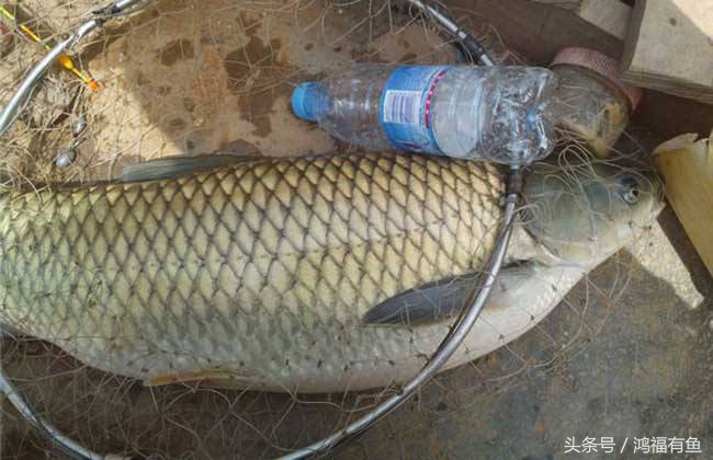 夏季钓草鱼最佳时间,这个季节用什么钓草鱼好