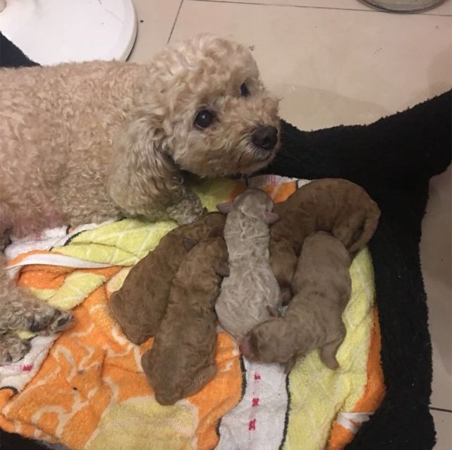 泰迪生完孩子情况,泰迪妈妈生崽