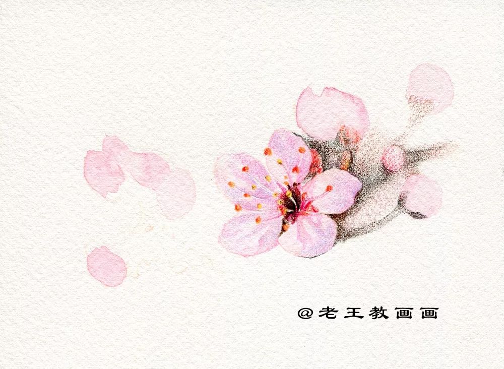 名师教你画桃花,崔老师教你画桃花