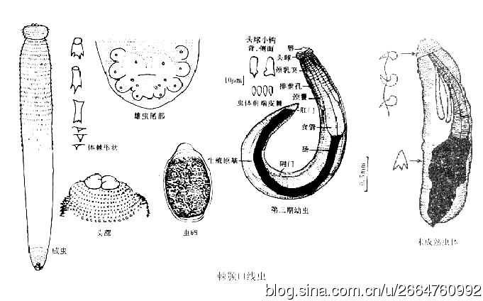 吃生鱼片如何避免寄生虫,生鱼片里面的寄生虫能煮死吗