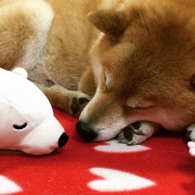 柴犬与好朋友玩偶熊的可爱故事