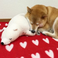 柴犬与好朋友玩偶熊的可爱故事