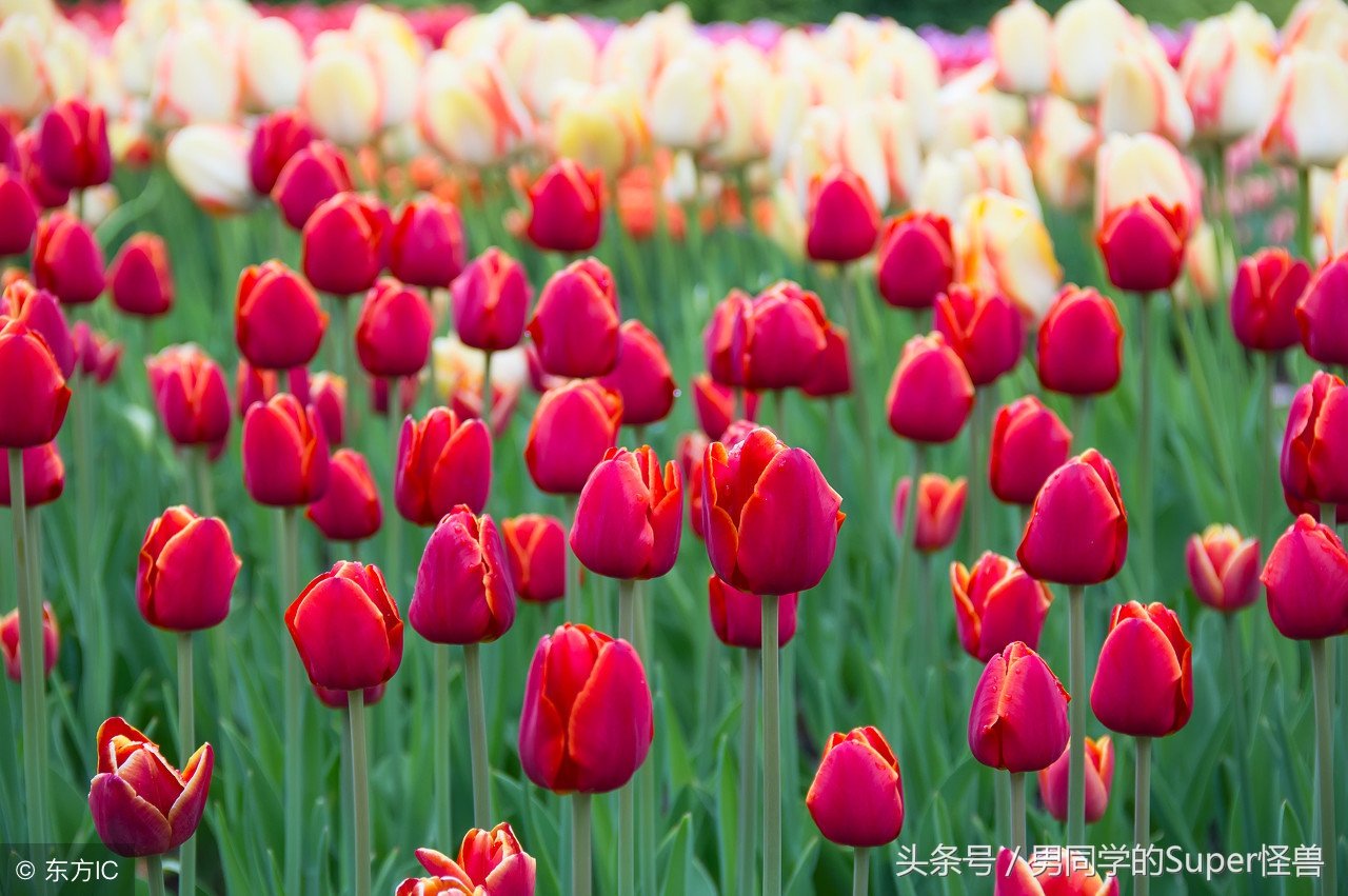 荷兰国花郁金香风车,荷兰的国花是什么花郁金香