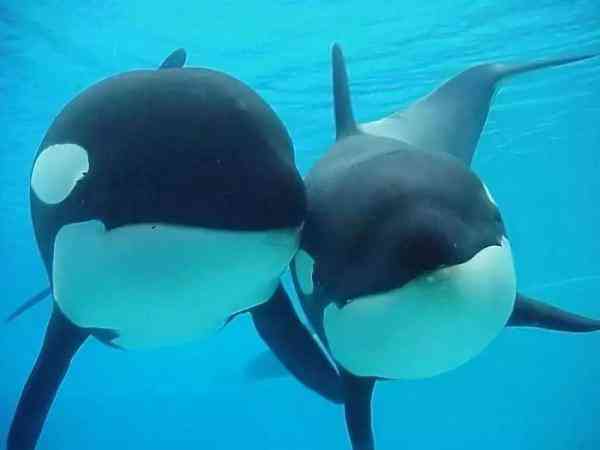 代购圈黑幕,代购究竟有多暴利