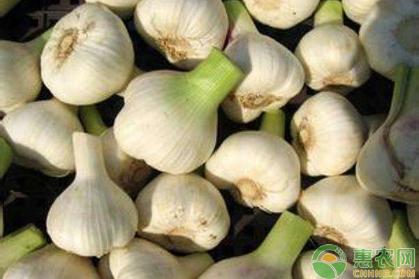 今日大蒜行情价格是多少,今日大蒜价格行情怎么样啊