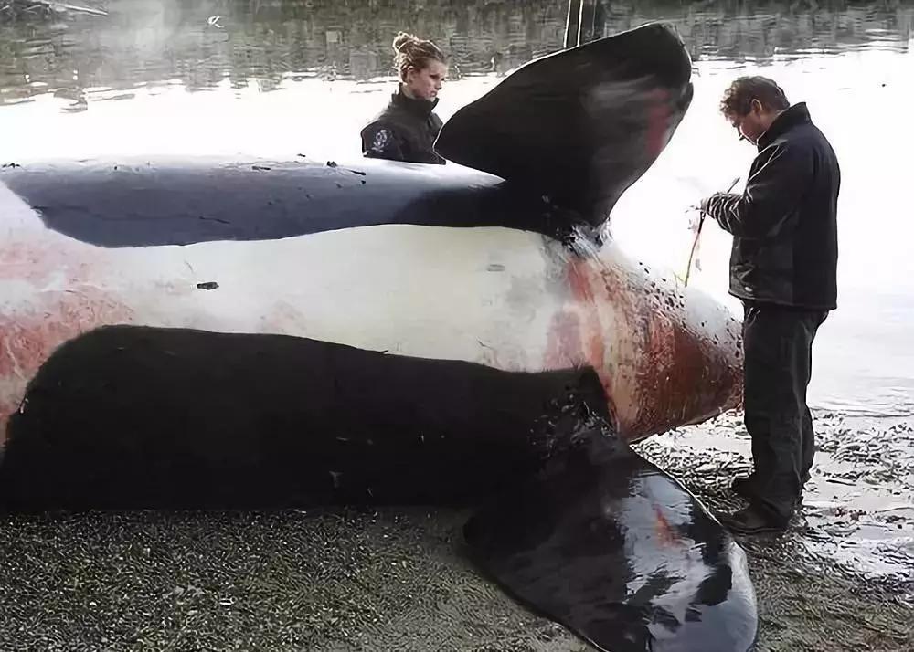 海外代购的暴利秘密 (代购圈乱象)