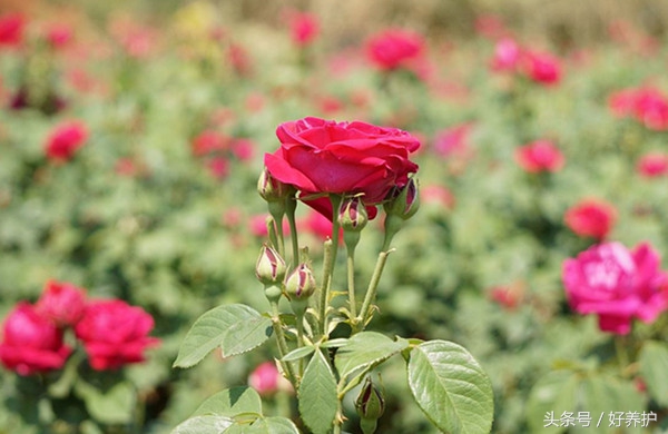 庭院种上这9大香花,花香四溢!