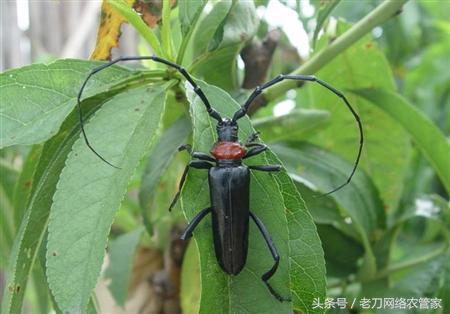 樱桃树有毛虫用什么药防治虫,樱桃虫害天牛的症状及防治方式