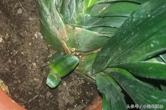 君子兰如何养殖才能长得更旺盛,老花农几招教你怎样养好君子兰