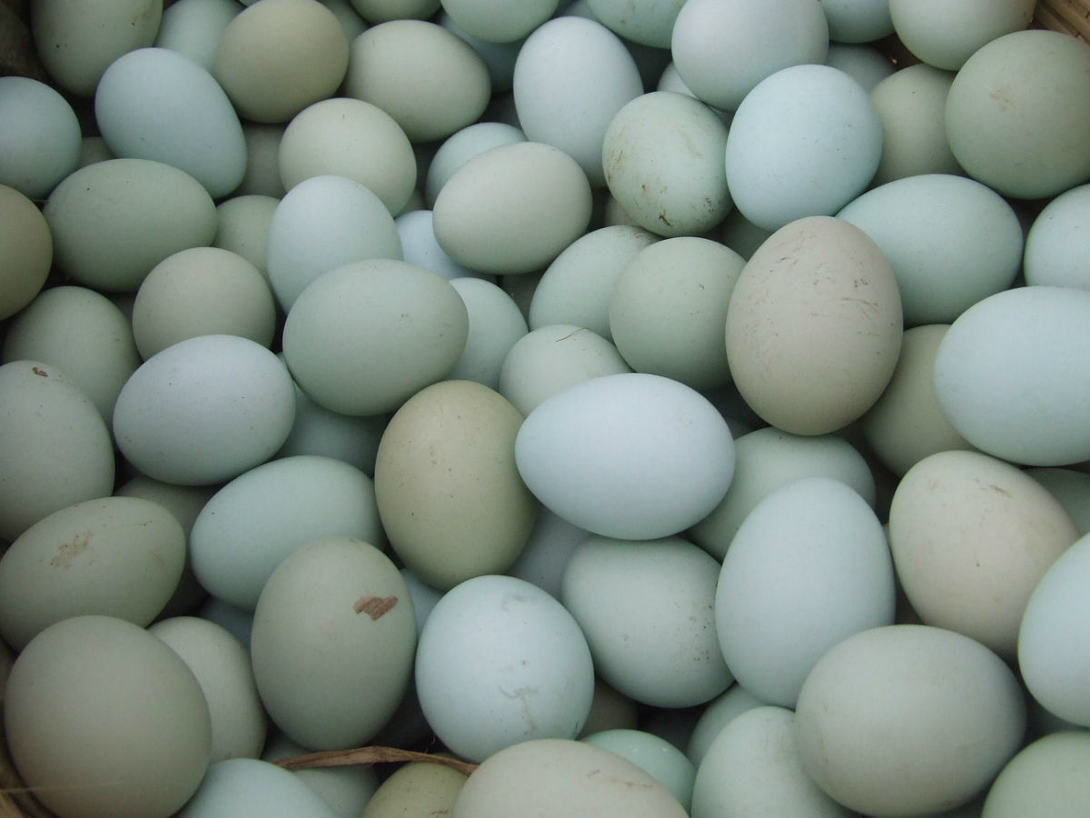 黑毛鸡的特点,有一种黑鸡叫什么名字