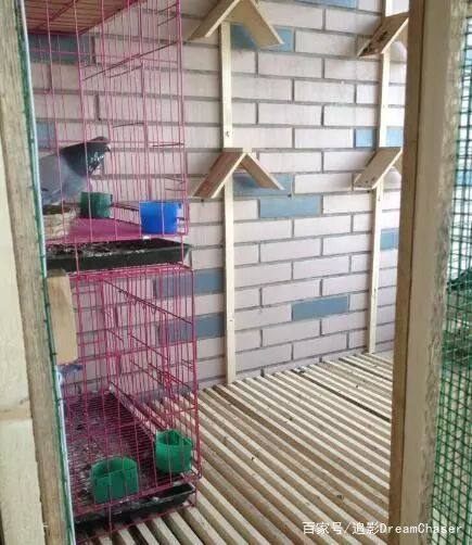 想养好鸽子该做些什么？这些东西要配齐！