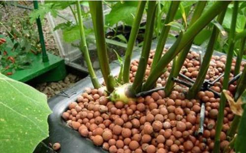 养花盆底垫点东西，排水透气还能够为花草提供充足营养！