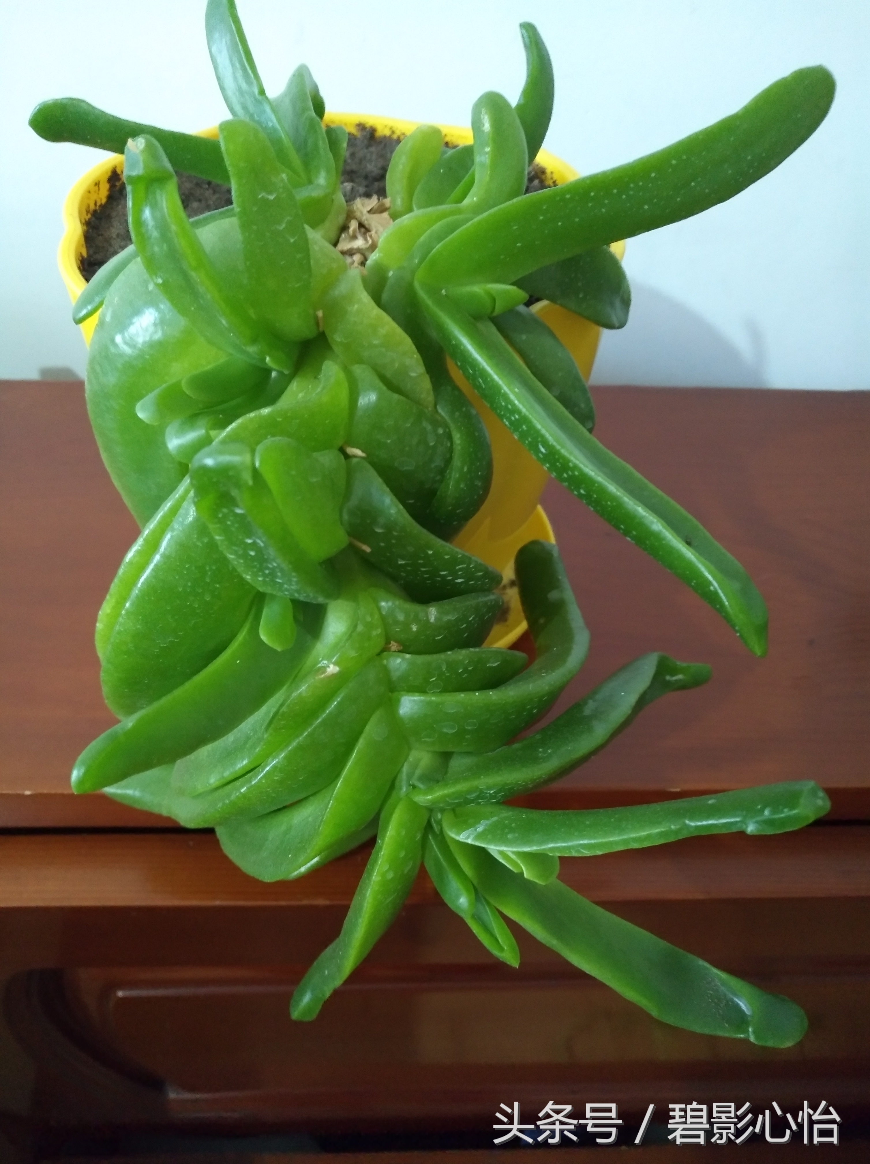 花痴絮花语，赏花好心情