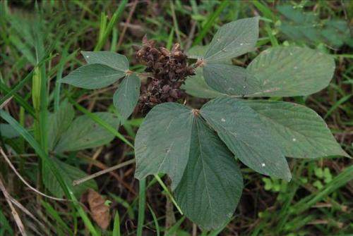 一种山上常见的野草,山里有一种野菜